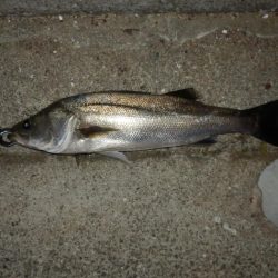 水面爆発‼イナッコ⁇パターンか、、、　